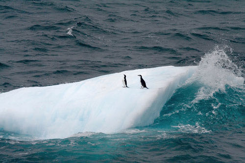 penguins in antartica